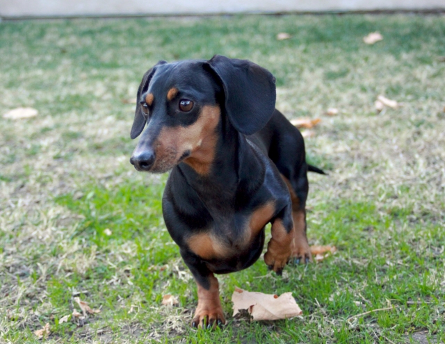 A female black and tan doxie