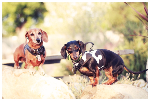 Rufus & Emily | May 2013.  Photo by: Johnny Ortez-Tibbels ©