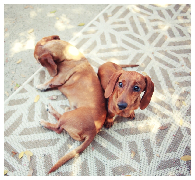 Rufus & Lily | September 2013.  Photo by: Johnny Ortez-Tibbels ©