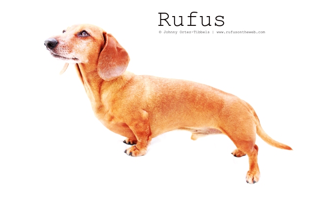 Rufus | February 2011.  Photo by: Johnny Ortez-Tibbels ©