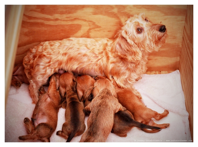Wirehair Dachshund Puppies & Mom | February 2012.  Photo by: Johnny Ortez-Tibbels ©