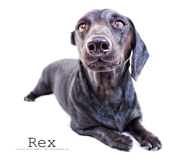 Rex | March 2011.  Photo by: Johnny Ortez-Tibbels ©