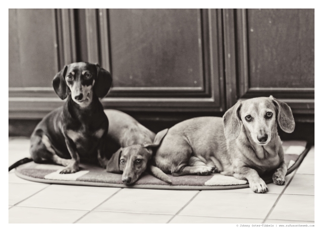 Emily, Lily & Rufus | August 2014.  Photo by: Johnny Ortez-Tibbels ©