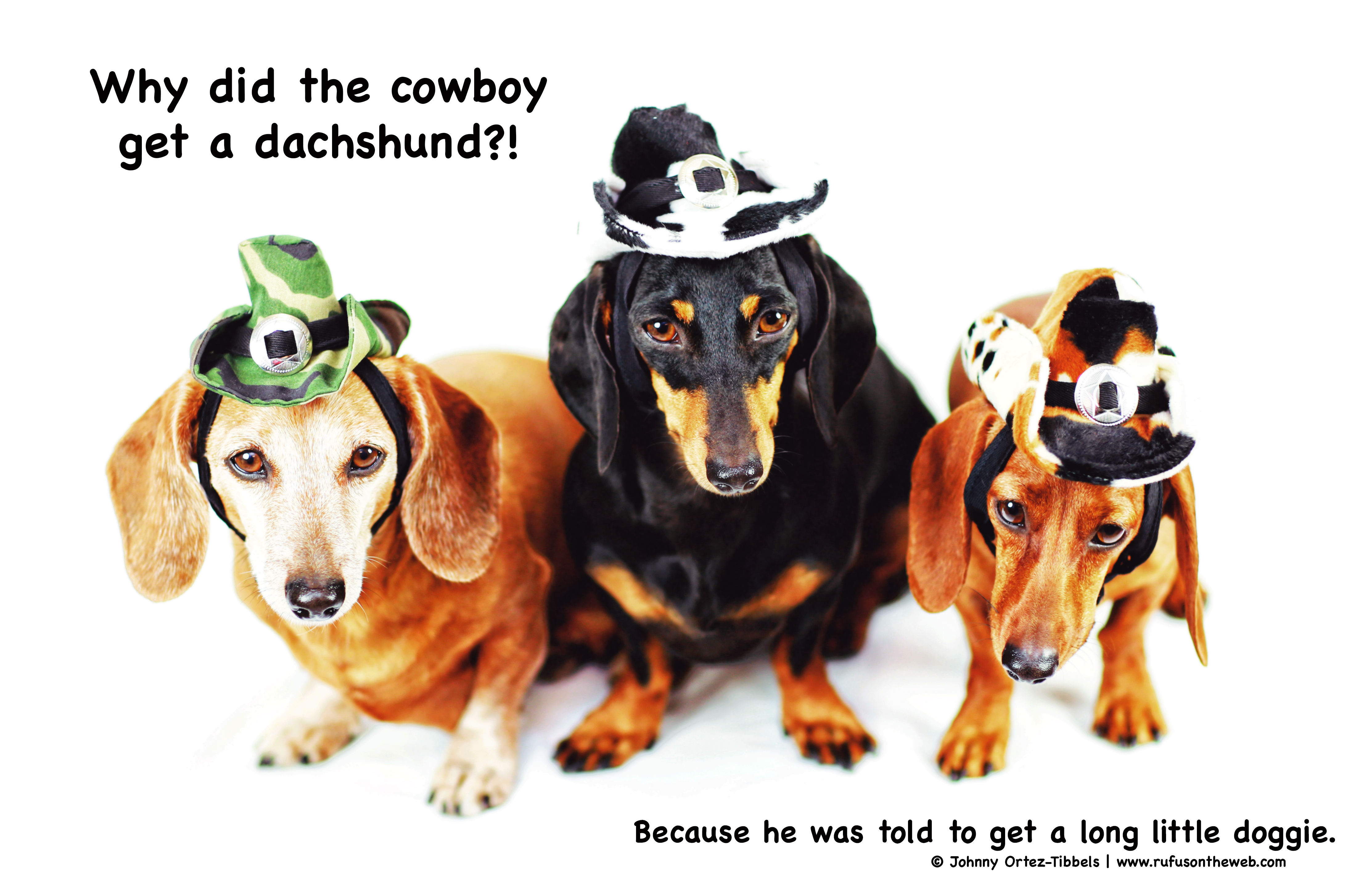 METAL MAGNET Why Cowboy Adopt Dachshund To Get A Long Little Doggie Dog Humor 