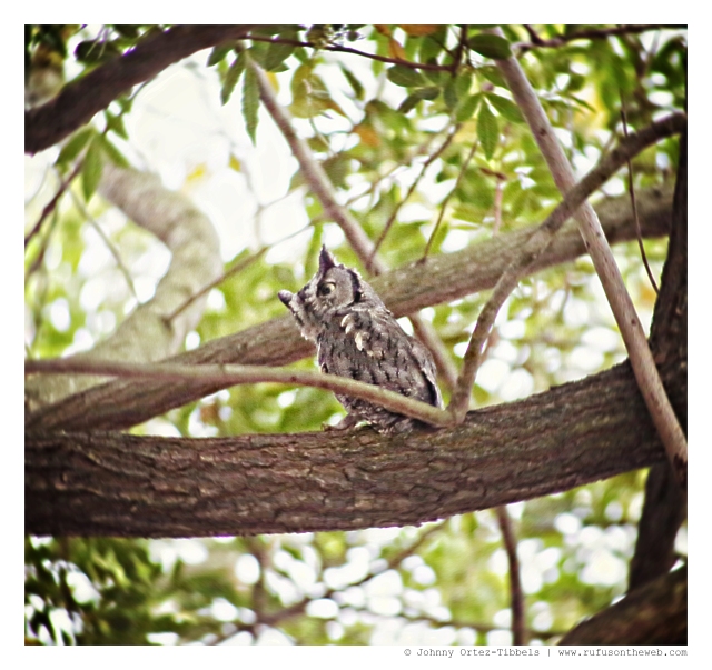 An Owl | September 2014.  Photo by: Johnny Ortez-Tibbels ©