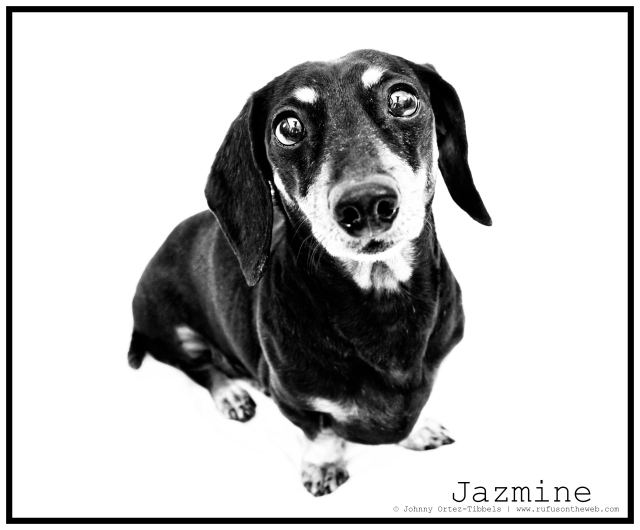 RIP Jazmine | April 2011.  Photo by: Johnny Ortez-Tibbels ©
