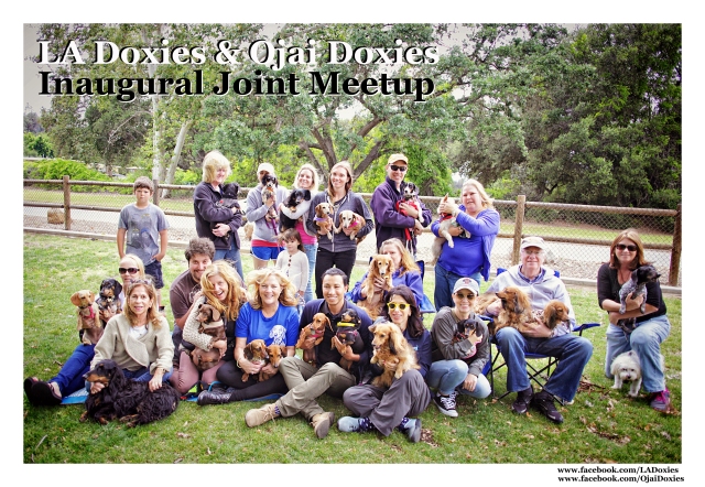 LA Doxies & Ojai Doxies Joint Meetup | May 2015.  Photo by: Johnny Ortez-Tibbels ©