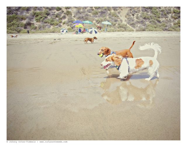 Dachshund day at the Beach | July 2015.  Photo by: Johnny Ortez-Tibbels ©