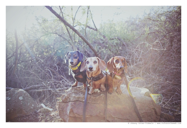 Emily, Rufus & Lily | January 2016. Photo by: Johnny Ortez-Tibbels ©