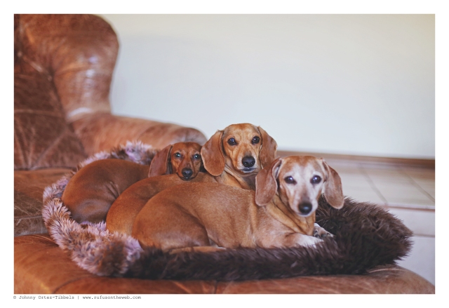 Rufus, Milo & Lily | February 2016. Photo by: Johnny Ortez-Tibbels © 