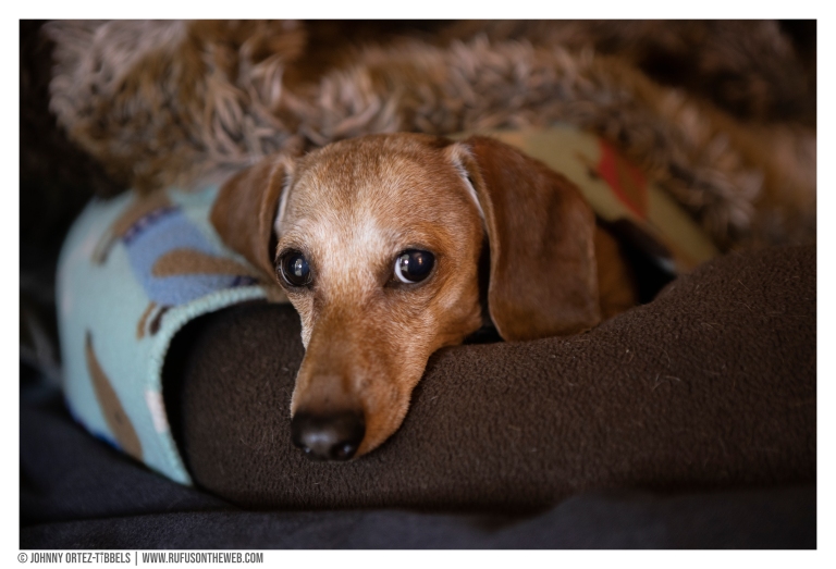 rufusontheweb | Where it is all about the dachshunds!